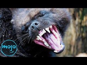 The 15 Most Aggressive Animals on Earth (& What Makes Them Dangerous)