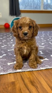 Such a handsome boy 🥹 #cavapoo #puppies #cutenessoverloaded #doodle #fyp | Mandys Cavapoos