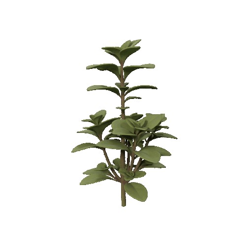 Oregano STL - 3D Print Model | Plant Model | High Detail | Easy Print | STL File | Home Decor | Nature | Garden | Indoor Plant | 3D Printing | Instant Download | Collectible | Decorative