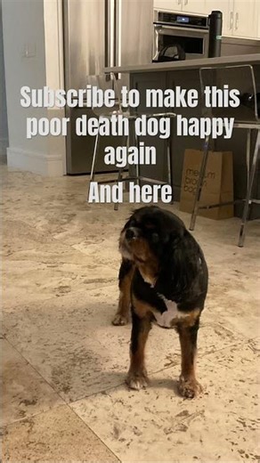 This dog’s death subscribed to make him here again and be happy