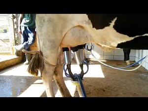 TIRANDO LEITE EM VACA GIROLANDO COM ORDENHADEIRA / How to milk a Girolanda cow - S.J.Leandro