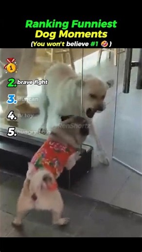FUNNIEST Dog Moments 🐕