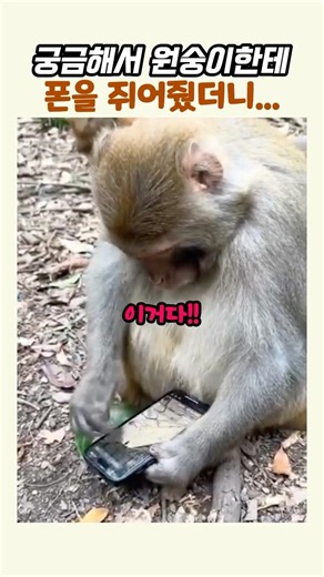 폰 쥐어진 원숭이의 반응이 말이 안 돼.. 😂🐒📱 #동물 #원숭이 #유머