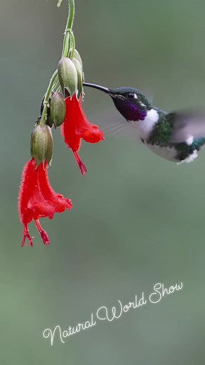Smallest bird in the world ~~ #hummingbird. Their lifespan only 3-5years. Hummingbirds are birds native to the Americas and comprise the biological family Trochilidae. With approximately 366 species and 113 genera, they occur from #Alaska to Tierra del Fuego, but most species are found in Central and South #America. As of 2024, 21 hummingbird species are listed as endangered or critically endangered, with numerous species declining in population. Hummingbirds split from their sister group, the s