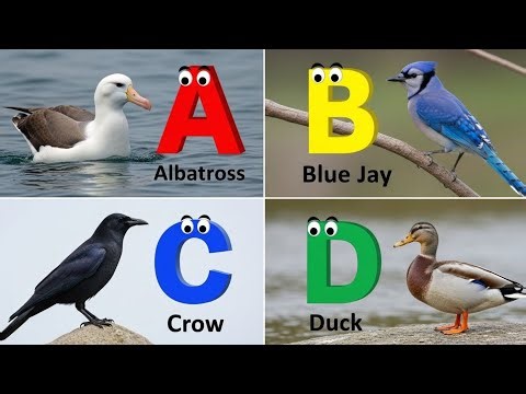 Birds Alphabet Song | ABC Safari Animals 18TH3053 | Nursery Rhyme for Kids | FT Kids Show