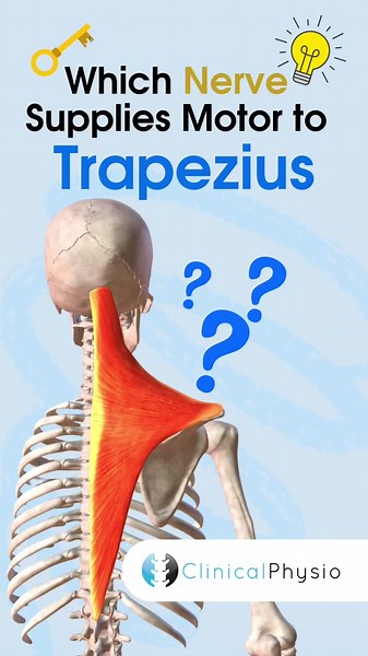 Love 3D Anatomy in Action! #physiostudent #physiostudents #physiotherapystudent #dptstudent #ptstudent #ptstudents #physicaltherapy #ptstudentlife #physiolife #physiotherapy #anatomyclass #anatomylesson #anatomy #3danatomy