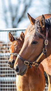 Foals…first they’re spunky, then they’re sweet 🤓 We’re looking forward to the new arrivals as another foaling season gets underway! Feat. Group 1 winner Jannah Rose with her first foal, a filly by Dubawi, last year at Meadow Court Stud 🥰 This spicy girl is now officially a yearling! . . . #foalfriday #foal #mareandfoal | Thoroughbred Daily News