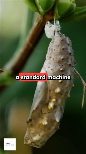 Quantum Breakthrough: Willow Chip Revolutionizes Computing