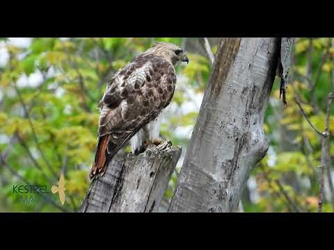 Red tailed Hawk Calling Screeching