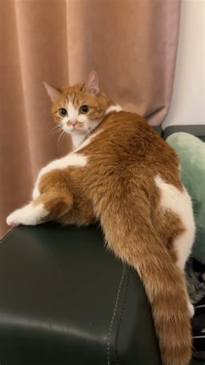 Who's Watching This 'Poop Mouth' Mystery? Oddities