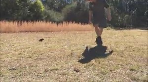 66K views · 2.1K reactions | This is a Tasmanian Devil joey and his cuteness is too unbearable. <3<3<3 Via: https://www.facebook.com/timswildlife/ | Awesomelycute | Facebook