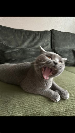 ROAARRRRR #fyppage #viral #roar #cat #humor