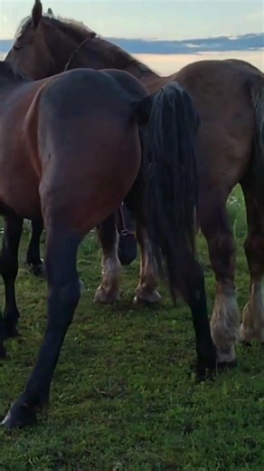 Stallion Reunites With His Mares After Long Separation 🐎❤️ | Horse Reunion