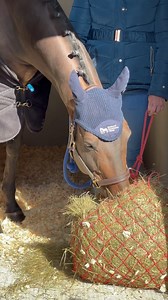 20 reactions · 3 comments | To celebrate National Racehorse Week, a...