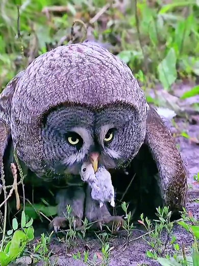 # These owls love to eat mice # Look at the way they eat mice # Nature is beautiful with them.