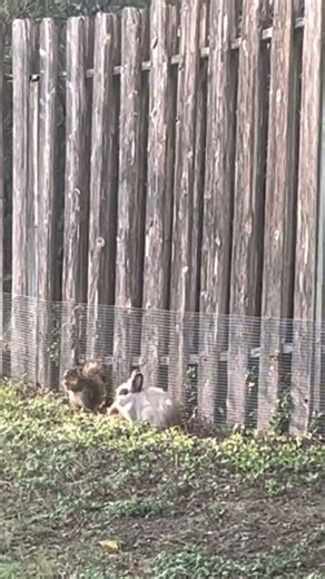 My bunny making friends with squirrels