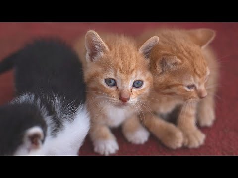 Cute Kittens Meowing Sounds | Kittens Crying Sound Effect | Kitten Noises | No Music