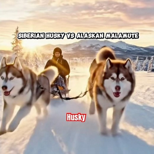 Siberian Husky vs Alaskan Malamute Differences Explained #siberianhusky #malamute
