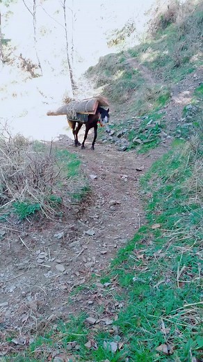 Stunning Horse Carrying a Log Through Scenic Path