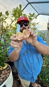 Pink Variegated Eureka Lemon Tree! | Texas Garden Guy