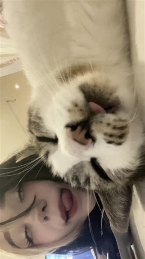 Cute Cat Moments: Adorable Anime-Inspired Kitties