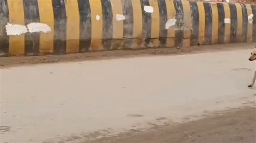 Each of these Street Predators aka Stray dogs had a history.Look how this guy predicted the female dog's crime on the basis of her past criminal record but since she is cute bachha & not human so she will keep b!ting & K!lling innocent souls with zero consequences.We are D00MED