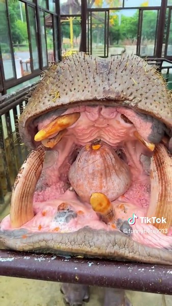 Giant chewing power 👍#hippo #hippopotamus #funny #funnyvideos #feed #tiktok #fyp #foryou