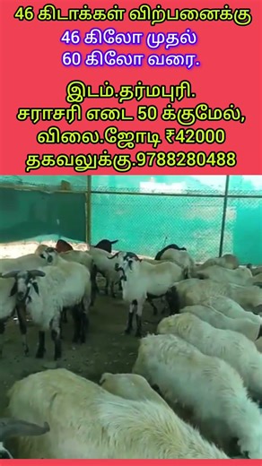 Ongole Hybrid kids for Sales,# comedy talk,#goat #sheep #funny talk #comedy