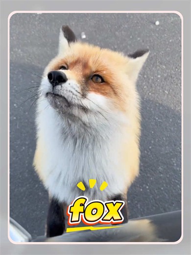 Does this fox bite!#usa #science #fox #AlContent | nine tailed fox