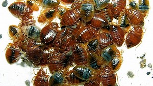 Three places in Pa. on list of cities with biggest bedbug problems