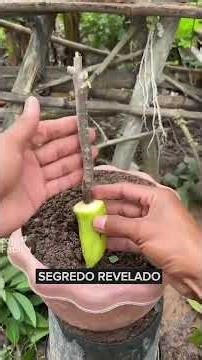 Learn how to plant pine cones in a pot.