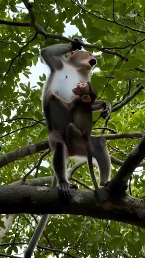 a group of monkeys attacked by a leopard #animalshorts #animalvideos #animals