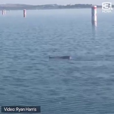 770K views · 4.5K reactions | Whoa! Check out this video of a rattlesnake swimming in Folsom Lake sent to us by viewer Ryan Harris! ⠀⠀⠀⠀⠀⠀⠀⠀⠀ Thanks Ryan! ⠀⠀⠀⠀⠀⠀⠀⠀⠀ Share your photos and videos with KCRA here >>> kcra.com/upload | KCRA 3 | Facebook