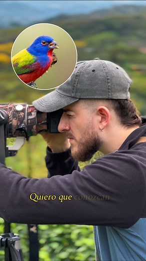 ¡Una de las aves más coloridas de América! 😍🤯 📸: Sony a6700, 200-600mm f:5.6/6.3 @alphabysony_latin #aves #birds #world #travel #costarica #photo #photography #photooftheday #bestoftheday #fyp #instagood #sonyalpha #nature #love #portrait #photographer #mountains #color #education #science #animals #lifestyle #peace #cool #explore #outdoor #adventure #amazing #shot #painting | Alexander Montero Guerrero