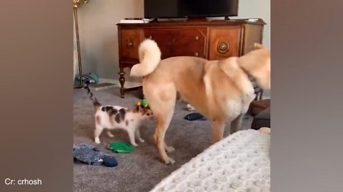 Everyone Needs a German Shepherd Bringing Joy to Life