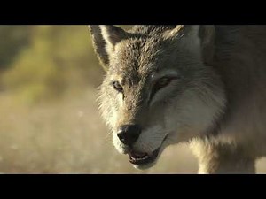 Dire Wolf (Canis Dirus) Scientifically Accurate Vocalization Sound Recreation
