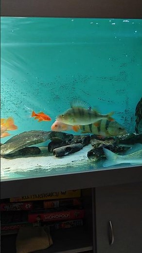 #Aquarium # feeding time # Perch # Fisch #Perch eats a Goldfisch