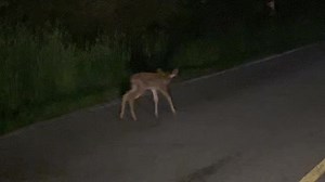 6.9K views · 295 reactions | Bambi! Finally got to see a little baby deer on my way to work after all these years of driving the back roads. Usually it’s big ones running right in front of me! Super cute! - Joe | Star 105.5 - Music From The Burbs For The Burbs | Facebook