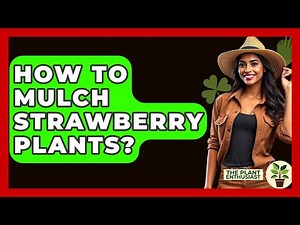 How To Mulch Strawberry Plants? - The Plant Enthusiast