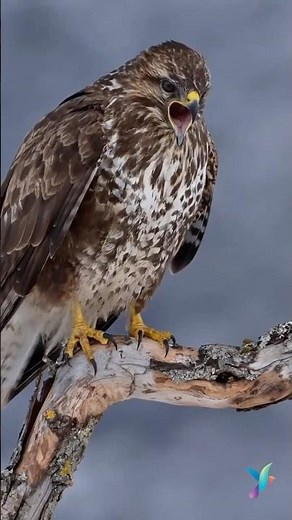 The Wild Call of the Common Buzzard 🌟