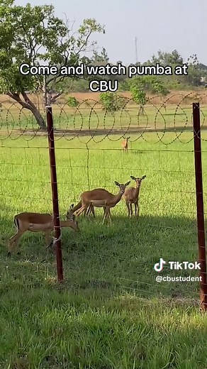 Experience Pumba at Copperbelt University