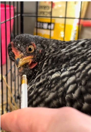 One of the challenges when raising chickens and ducks is caring for them correctly when they are injured or sick🫶 we discovered a wound on one of our chickens that we think came from an abscess bursting. We are actively caring for her and will post a video showing how we're doing so🥹🫶 #backyardchickens #chickensoftiktok #minifarmlife