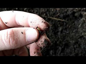 Looking for Red Wiggler Worm Cocoons in a Worm Bin That's Ready to Harvest