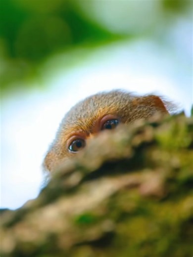 Discovering the Fascinating World of Marmosets