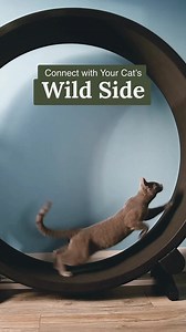 Free Shipping!! Exciting news for cat lovers! We are offering FREE SHIPPING on all One Fast Cat Exercise Wheels! Giver your furry friend the gift of endless fun, exercise, and adventure with our premium cat wheel. It's time to let them explore and unleash their inner wildcat without any extra shipping costs. 🐱 | One Fast Cat