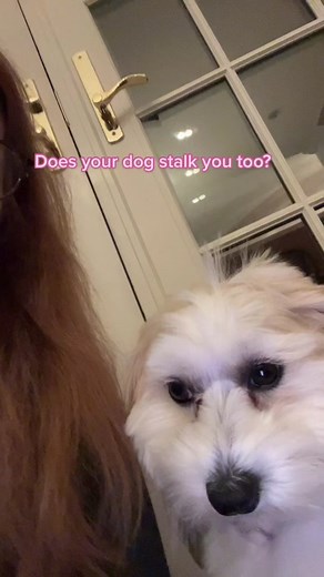 Adorable Havanese x Maltese Dog with Side Eye