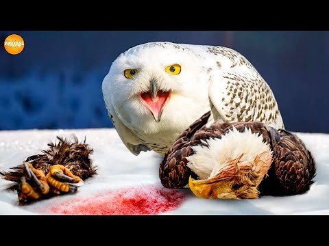 Eagle vs Owl !! Who is the Ultimate Sky King | Wild Animals