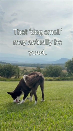 Corn chip smell? Could be yeast overgrowth—not just odor. Watch signs. #doghealth