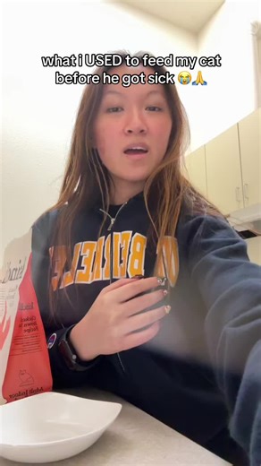 Managing Cat Health After Dental Issues