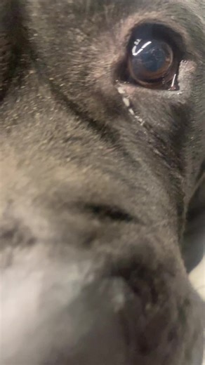 Capone close up - frindly dog #dog #DogLovers #CaneCorso #CaponeTheBear #doglover